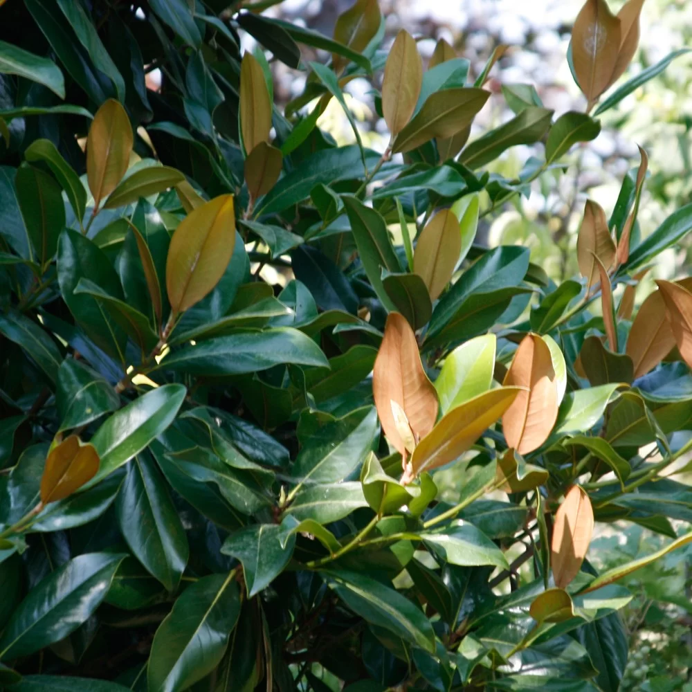 Perché la Magnolia Grandiflora si chiama “Gallissoniensis”?