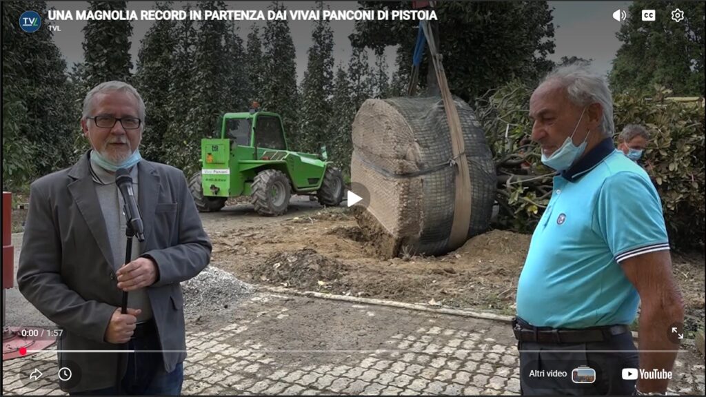 Si trova a Pistoia il paradiso delle Magnolie giganti